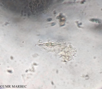 phyto/Brazilian_Amazon_coast/Amazomix_station_10/AMAZOMIX September 2021/Mastogloia rostrata (Am_St10_r4_INF_ind_Cf_Tirei_foto_20240821_141406)(copy)_thumb.jpg